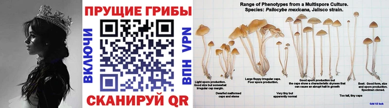 где найти наркотики  ссылка на мегу ссылки  Псилоцибиновые грибы мицелий  Элиста 