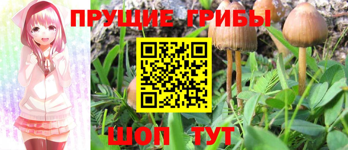 Псилоцибиновые грибы GOLDEN TEACHER Элиста